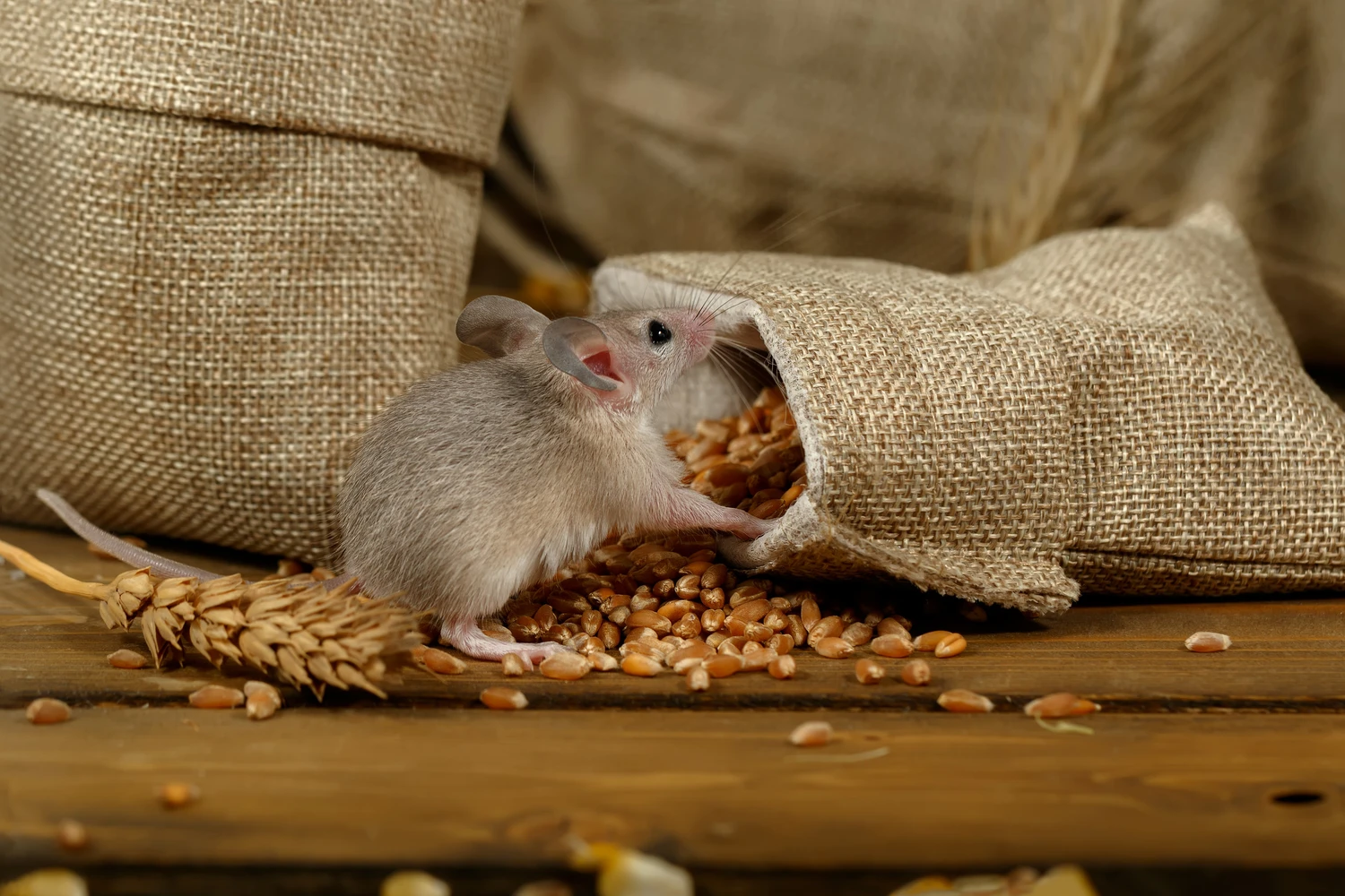 131408122_m (1) Rodents